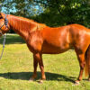 LOTE 13 – SPIRIT COLETTE SUGAR
