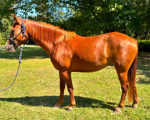 LOTE 13 – SPIRIT COLETTE SUGAR