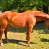 LOTE 13 – SPIRIT COLETTE SUGAR - Imagen 2