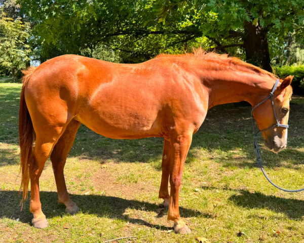 LOTE 13 – SPIRIT COLETTE SUGAR - Imagen 2