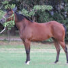LOTE 18 – SPICY CHACHACHA