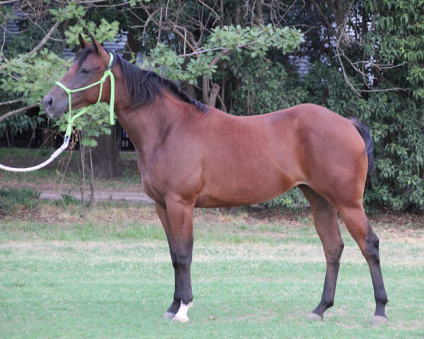 LOTE 18 – SPICY CHACHACHA