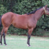 LOTE 18 – SPICY CHACHACHA - Imagen 2