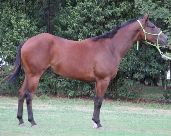 LOTE 18 – SPICY CHACHACHA - Imagen 2
