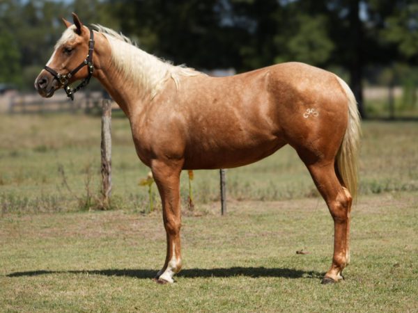 LOTE 01 - MM ITSA WHIZ