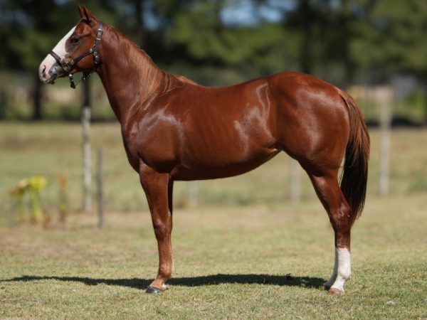 LOTE 02 - MM FRIKA GUN