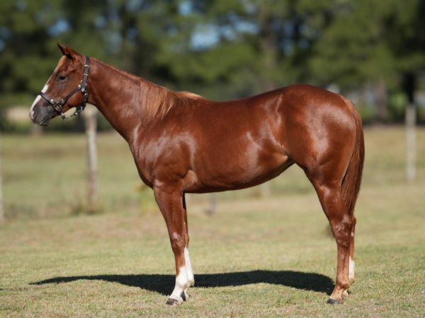 LOTE 03 - MM QUESTION CHEX