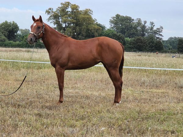 LOTE 09 - LPL SHIVA WASHY