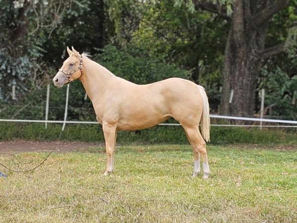 LOTE 10 - LPL MARVELGUN