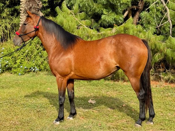 LOTE 11 - SPIRIT STOLI HALO