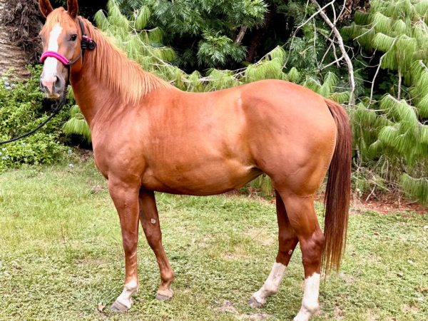 LOTE 12 - SPIRIT CHICA SPARK