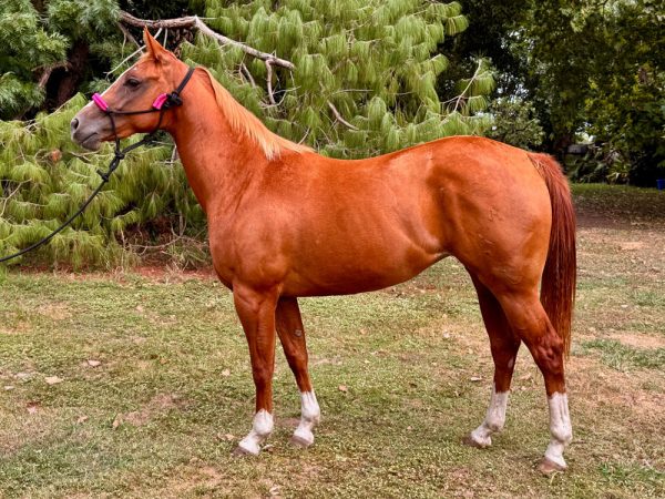 LOTE 13 - SPIRIT SPARKE HALEY