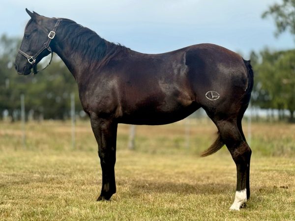 LOTE 14 - LB 23 CHEX SPARK