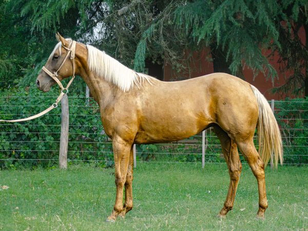 LOTE 15 - DESQUITE ARIANA