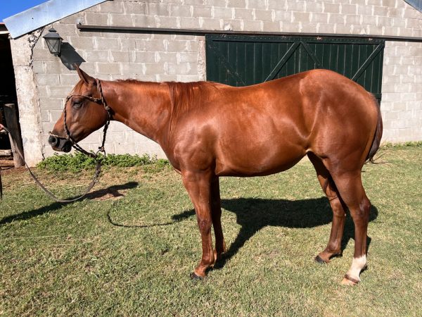 LOTE 16 - GK PRIMAVERA