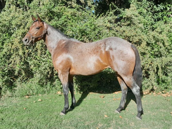 LOTE 17 - HLI LADY ROCK
