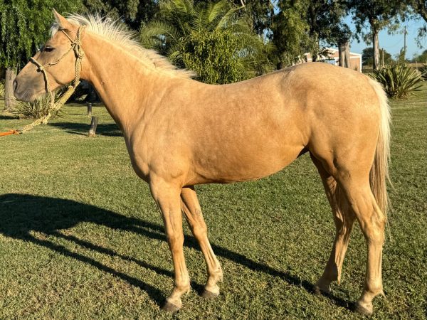 LOTE 18 - VITORIA MIREYA