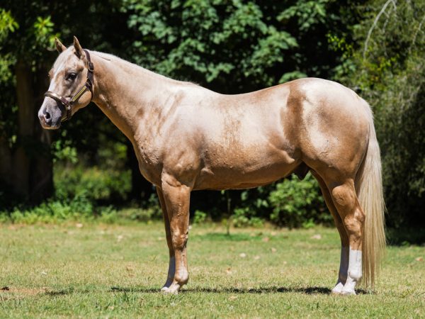 LOTE 20 - GN UTTER WILD CARD