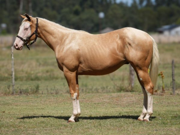 LOTE 21 - MM STREAK MALE