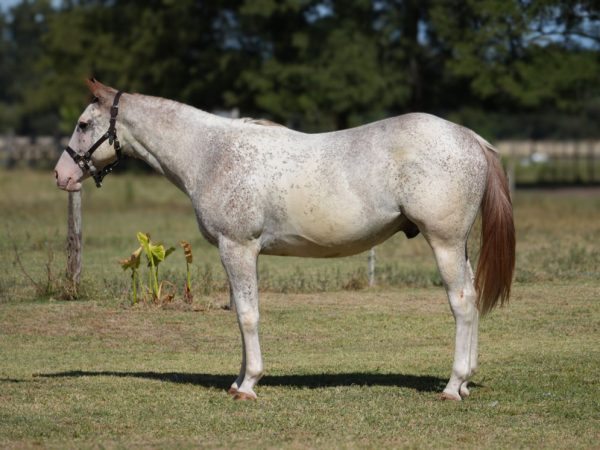 LOTE 22 - MM BLUE CHEX