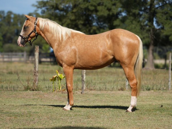 LOTE 23 - MM SMOKING MALE