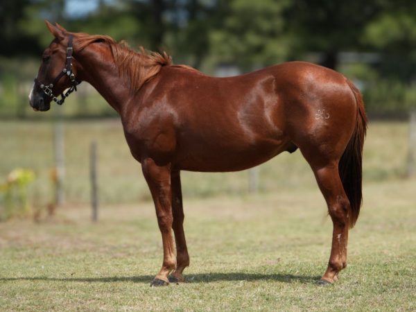 LOTE 24 - MM SWEET BREAD