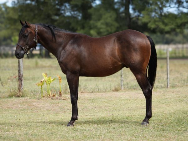 LOTE 25 - MM EYESA LORD