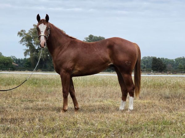 LOTE 27 - LPL ARNOLD WASHYNEGR