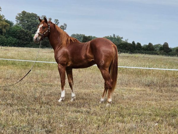 LOTE 28 - LPL LEX WISHY LUTOR