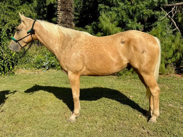 LOTE 29 - SPIRIT JOHNNY BOOM