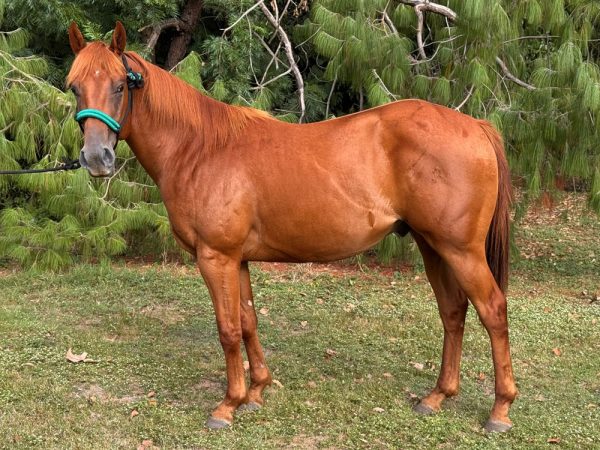 LOTE 30 - SPIRIT FLY STOLI
