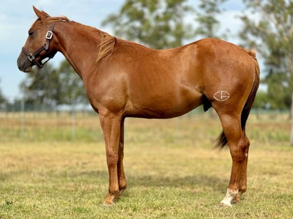 LOTE 31 - LB 23 ANGELS PLAYBOY