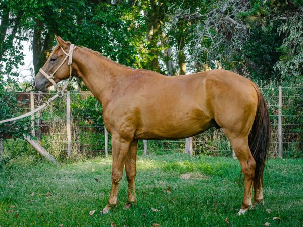 LOTE 32 - DESQUITE CARITO