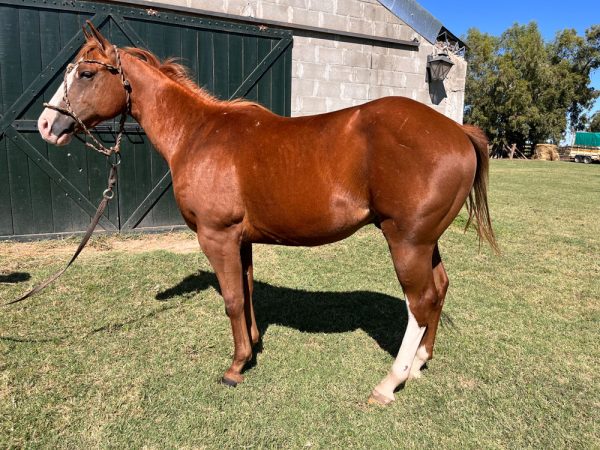 LOTE 33 - GK SPECIAL SPARK