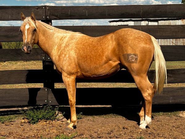 LOTE 34 - MT WIMPY DOC BINGO