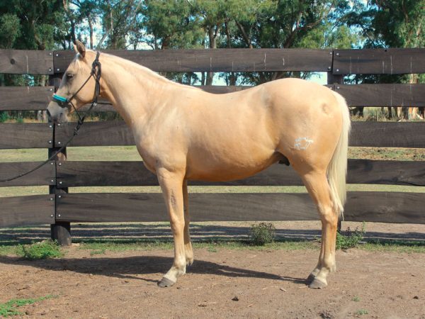 LOTE 36 - MT WIMPY MANDOLIN