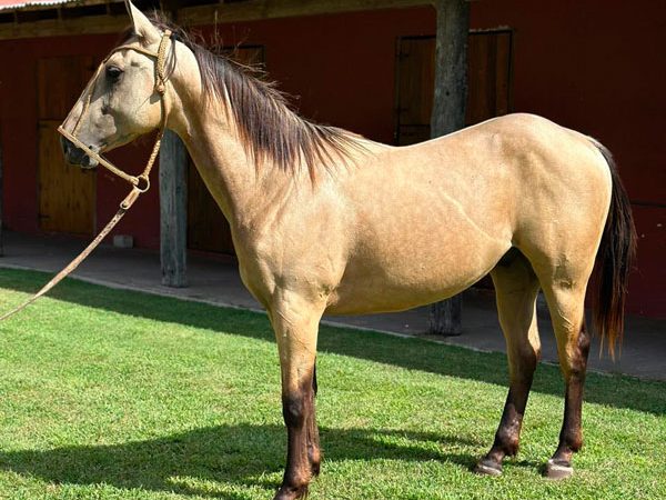 LOTE 37 - FAUSTINO CHARRO