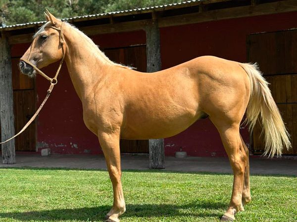 LOTE 38 - FAUSTINO CACIQUE