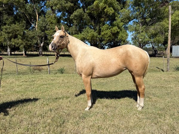 LOTE 06 - PLACER BRISA