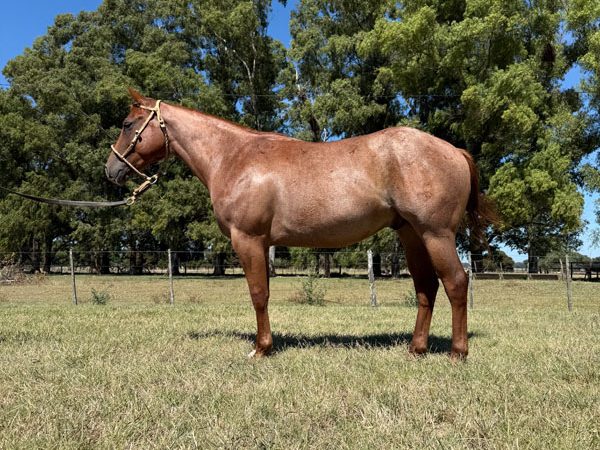 LOTE 26 - PLACER RON