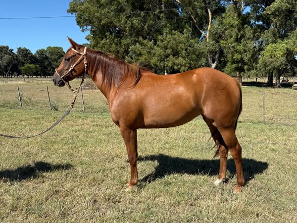 LOTE 07 - PLACER STARPLUS