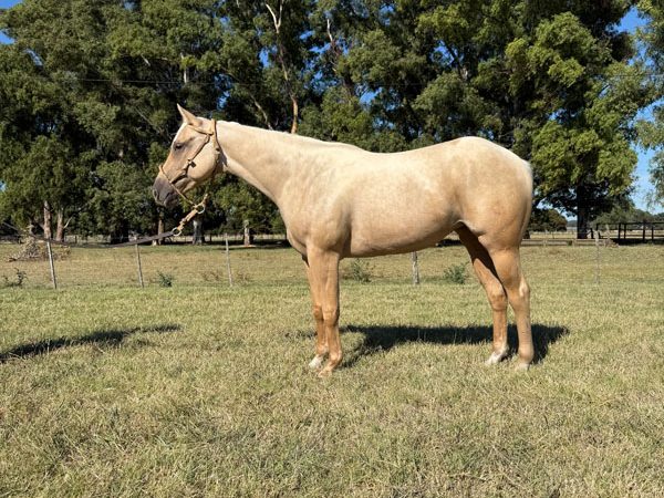 LOTE 08 - PLACER SHIBAR